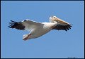 _8SB9330 american white pelican
